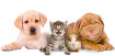 Pets