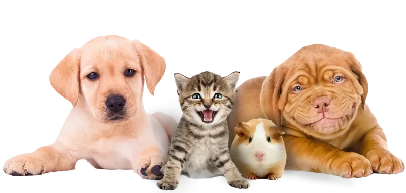 Pets